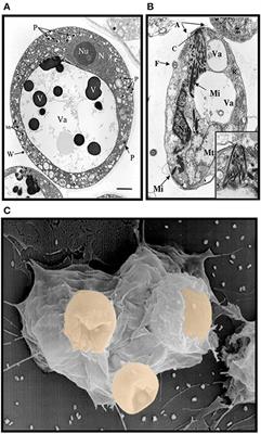 Biochemical Characterization of Oyster and Clam Galectins: Selective Recognition of Carbohydrate Ligands on Host Hemocytes and Perkinsus Parasites